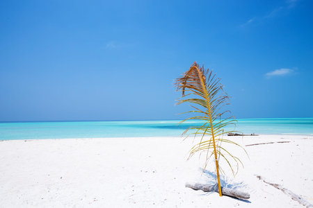 Beautiful Maldives nature, pristine white sandy beach and crystal sea water, tropical travel...