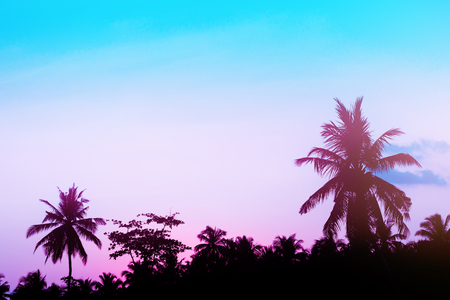 Silhouette of coconut palm leaf on color sky background with sun down, copy spaceの写真素材