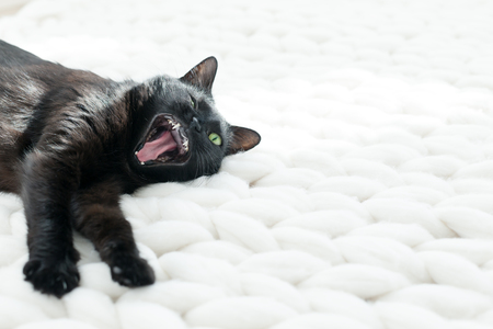 Black cat relaxing on white knitted merino plaid, enjoying warm and soft super chunky yarn blanket, cozy home and hygge trendy concept, scandinavian styleの写真素材