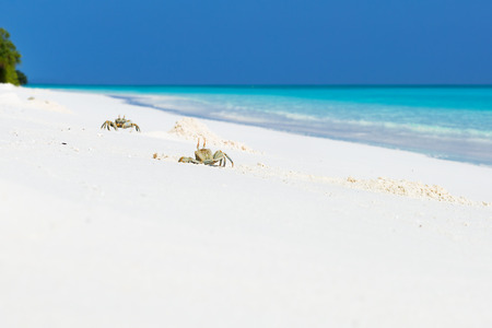 Ghost crabs at work on white sandy beach with blue azure sea background in tropics, wild maldivian nature, travel cardの写真素材