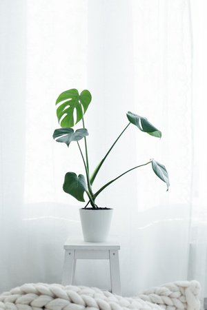 Monstera palm in living room,  scandinavian style minimalism, white interior hygge home.の写真素材