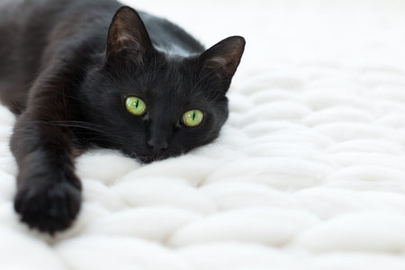 Black cat relaxing on white knitted merino plaid, enjoying warm and soft super chunky yarn blanket, cozy home and hygge trendy concept, scandinavian styleの写真素材