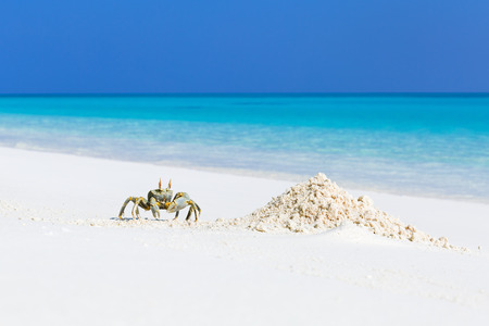 Ghost crab on white sandy beach with blue azure sea background in tropics, wild maldivian nature, travel cardの写真素材