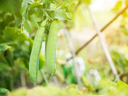 Ripe green pea grow at the garden, Nobodyの写真素材