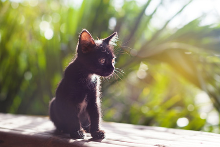 Little black kitty sitting against the sun on board, funny kitten on palm background, cat in garden, no peopleの写真素材
