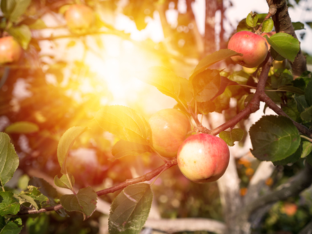 Apple-tree with ripe apples, nobodyの写真素材