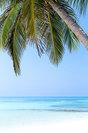 Coconut palm trees on seaside, tropical nature with bounty beach and azure sea, travel destinations.の写真素材