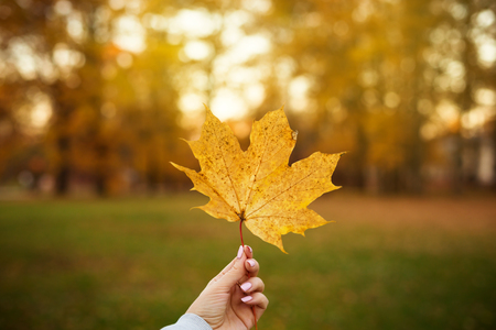 Yellow fall maple leaf in hand on colorful autumn trees backgroundの写真素材