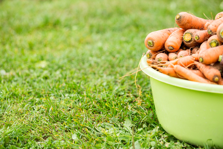 A lot of carrots in basin at the garden on grass, outdoor. Summer harvestの写真素材