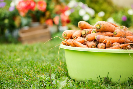 A lot of carrots in basin at the garden on grass, outdoor. Summer harvestの写真素材