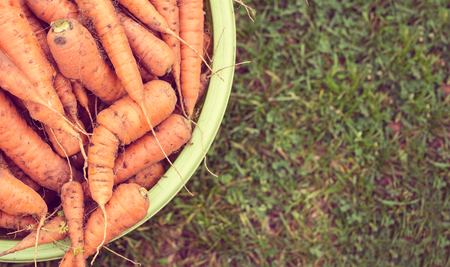 A lot of carrots in basin at the garden on grass, outdoor. Top view. Summer harvestの写真素材