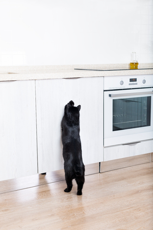 Black cat on clean countertop at white kitchen interior, pet sitting on table, no people. Medicine parasite health conceptの写真素材