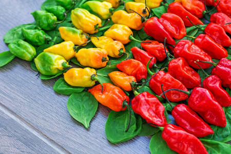 Hot peppers layered in row from red to green with a gradient, creative color of colorful mix food background, nobodyの写真素材