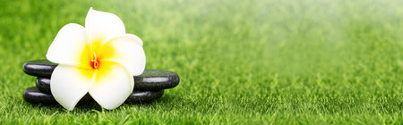 Plumeria flower and black stones on green grass background. Spa conceptの写真素材