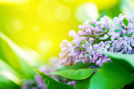 Spring branch of blossoming lilac closeup. Beautiful greeting card with violet blooming flowers backgroundの写真素材