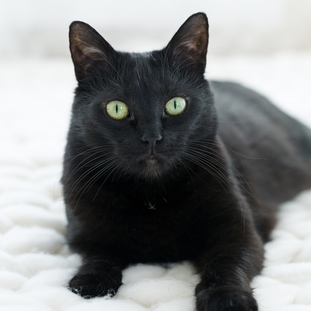 Black cat relaxing on white knitted merino plaid, enjoying warm and soft super chunky yarn blanket, cozy home and hygge trendy concept, scandinavian styleの写真素材
