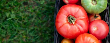 Red and green tomatoes in basket at the garden, outdoor. Summer harvest. Top view
の写真素材