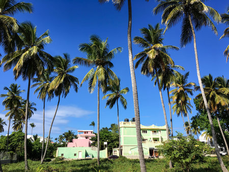 Traditional caribbean buildings with coconut palm tree park. Travel destinations. Mobile photo