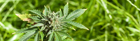 Marijuana plant closeup. Long banner