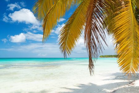 View from palm leaves on white sandy beach. caribbean island. Vacation on caribbean island.の写真素材