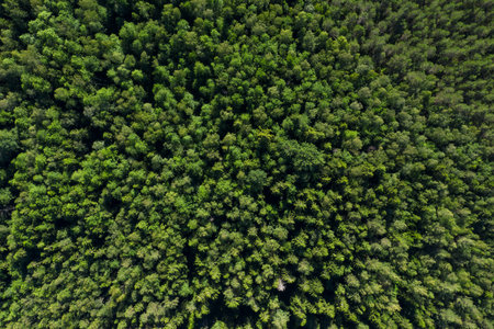 Aerial view from drone on summer forest. Wild natureの写真素材