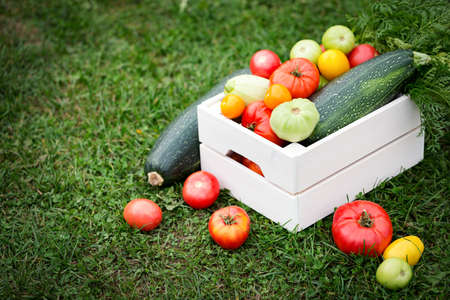 Vegetables in white wooden box at the garden, outdoor. Summer harvestの写真素材