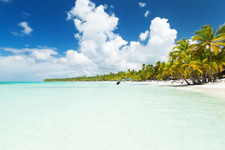 Coconut palm trees on white sandy beach on caribbean island. Vacation holidays summer background