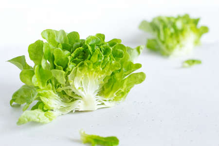 Half slice of green lettuce leaves on white background. Fresh butter head salad closeup. Selective focusの写真素材