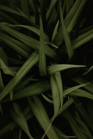 Abstract natural green leaves texture background. Vintage dark tone filtered effect color. Copy...