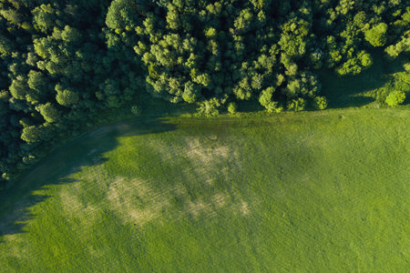 Summer forest and field top view. Wild nature. Aerial view from drone