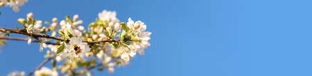 Branch with white apple flowers and bee in spring garden on blue sky background. Header bannerの写真素材