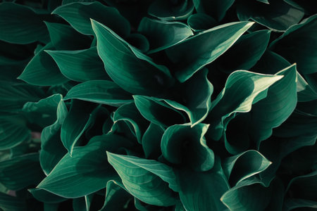 Abstract natural green leaves texture background. Vintage tone filtered effect color. Copy space