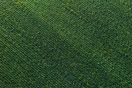 Cabbage field aerial view from drone. Agricultural plantationの写真素材