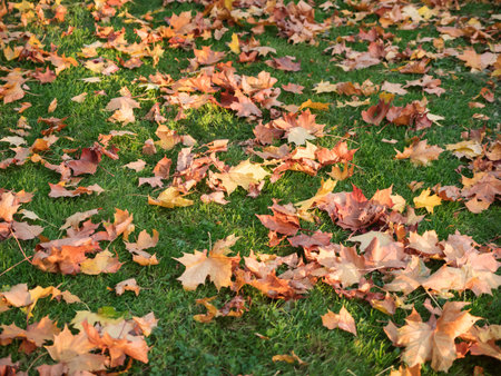 Maple leaves on green grass at autumn park. Fall nature. Nobody