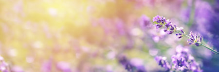 Lavender flowers long banner. Selective focus on lilac blossom, natural floral backgroundの写真素材