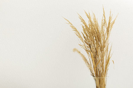 Dried plant branch in vase on light beige wall background. Still life home natural decor concept.の写真素材