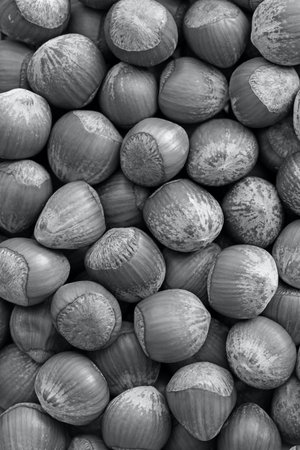 Hazelnut macro abstract background of trendy color 2021 - Ultimate Gray, top view. Heap of nuts in nutshell closeupの写真素材