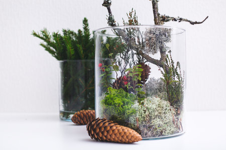 Creative composition of natural forest materials in florarium - spruce branches, cones and moss. Concept of eco, environmental protection, organic productsの写真素材