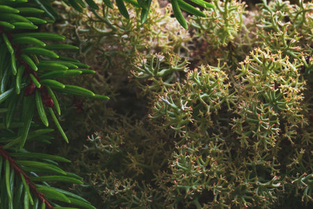 Natural composition card with forest moss and spruce evergreen twigs, abstract textures and...