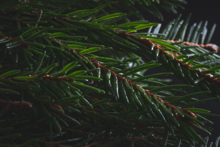 Closeup of green spruce branch, macro texture on fir tree twig, dark moody backgroundの写真素材