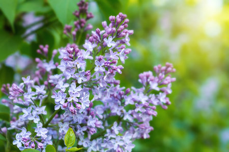 Spring branch of blossoming lilac closeup. Beautiful greeting card with violet blooming flowers...