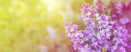 Spring branch of blossoming lilac closeup. Beautiful greeting card with violet blooming flowers backgroundの写真素材