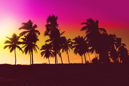 Palms trees sunset colored background.の写真素材
