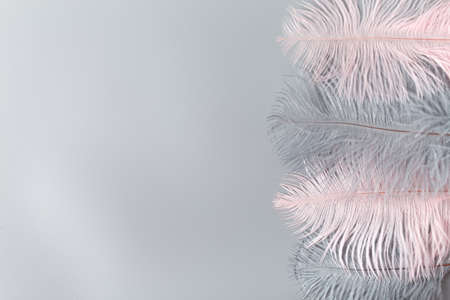 Colored pink and gray bird feathers on gray background, luxurious style decoration, copy space for textの写真素材