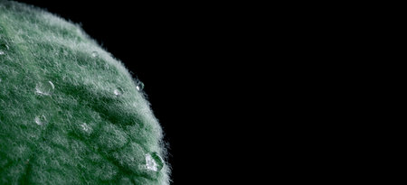 Closeup detail with water drop on green leaf, macro foliage texture on black background