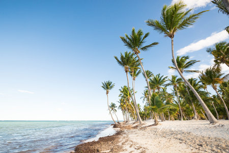 Coconut palm trees an pristine beach close to sea. Travel, tourism, vacation concept tropical...