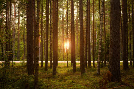 Magic autumn woods with warm sunlight, tall fir trees in green forest, natural backgroundの写真素材