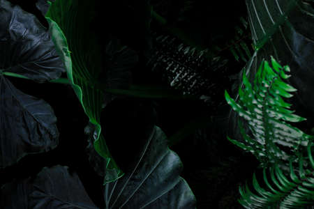 Jungle tropical foliage background. Green lush pattern texture card with copy spaceの写真素材