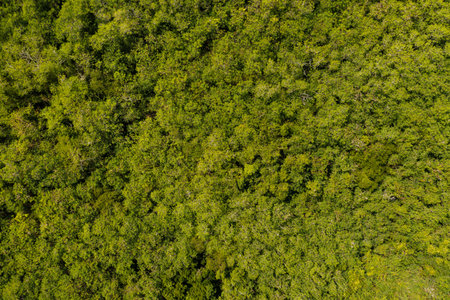 Green trees summer forest. Air top view