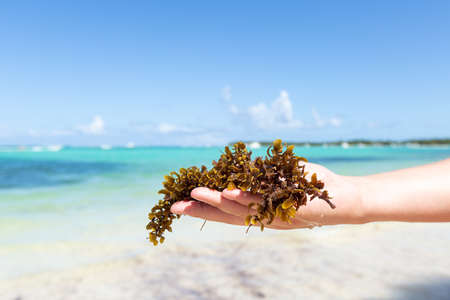 Seaweed grass, sargassum in hand on ocean blue background, ecological problemの写真素材